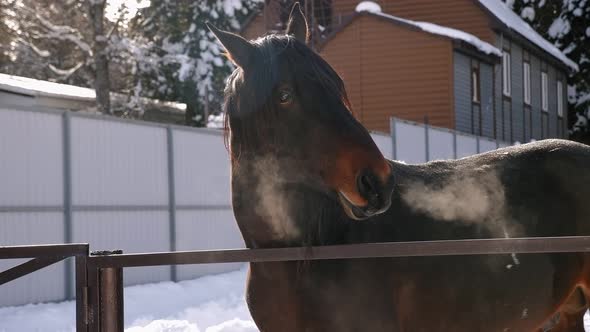 A Brown Horse in the Countryside in Winter Stands Near a Metal Fence
