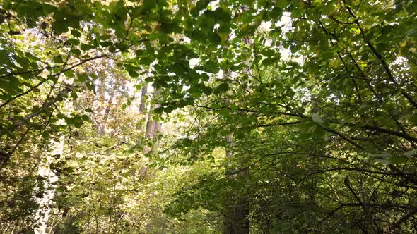 Forest with Trees in an Autumn Day