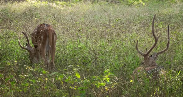 Two Male Spotted Deers or Chitals Grazing in Ranthambore National Park, Rajasthan, India