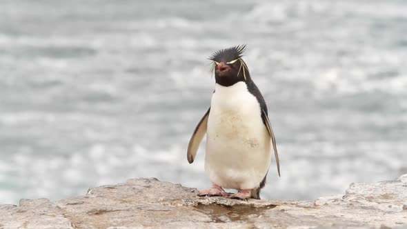 Rockhopper Penguin Falkland Islands