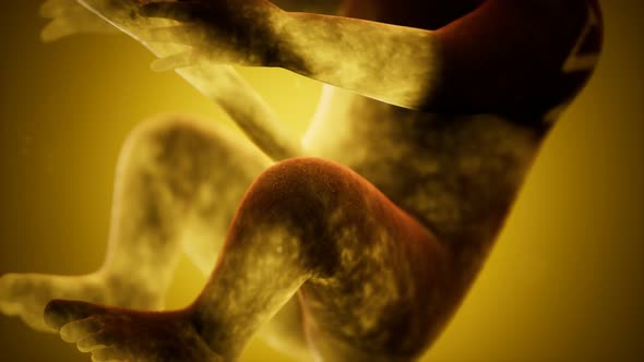 Medical 3d Animation of a Human Fetus