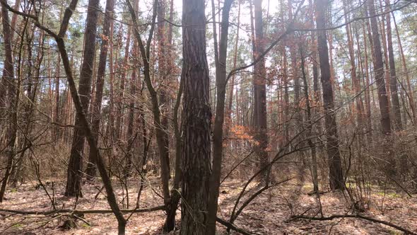 Inside a Pine Forest By Day Slow Motion