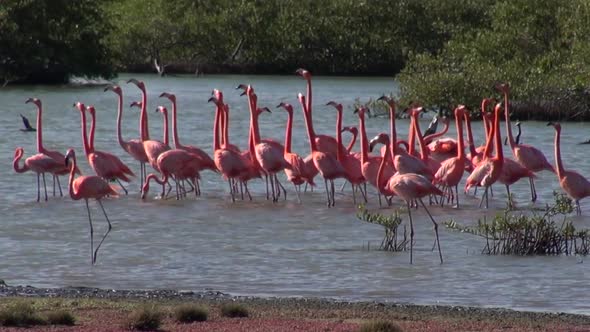 Pink Flamingos in a lagoon