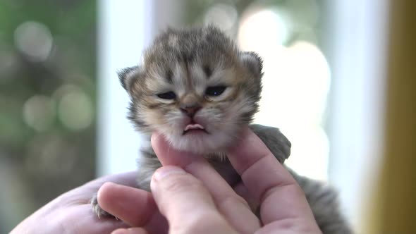 Asian Woman Hand Petting A New Born Kitten Under Sunlight