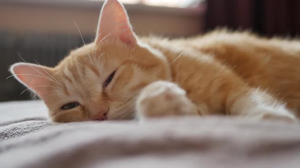 Ginger Cat Wants to Sleep but His Ear Turned Towards the Noise