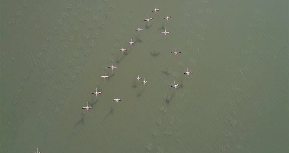 Top View of a Flock of Flamingos Flying Over a Lake in Albania