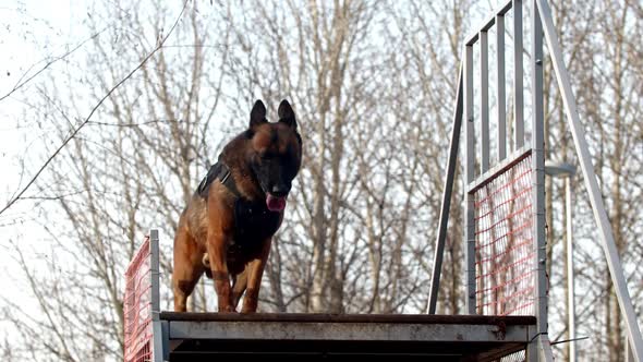 the Dog Is Climbing the Stairs Obstacle and  Going Down