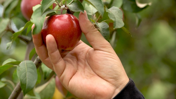 Man's hand picks a ripe red apple from a tree branch closeup