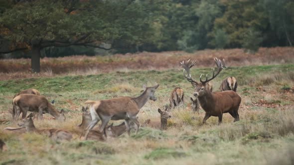 Red deer antler stag running through herd of deer slow motion