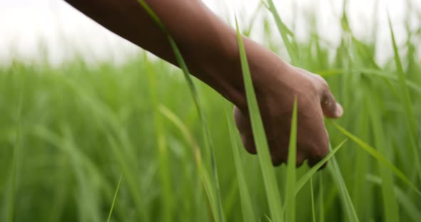Hand touching and stroking green leaves rice in field