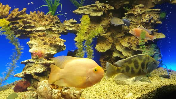 Beautiful Freshwater Aquarium with Green Plants and Many Fish Over Blue Background