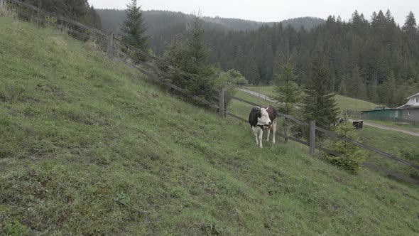 Ukraine, Carpathians: Cow in the Mountains. Aerial, Gray, Flat