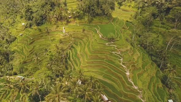 Terrace Rice Fields in Ubud, Bali,Indonesia.