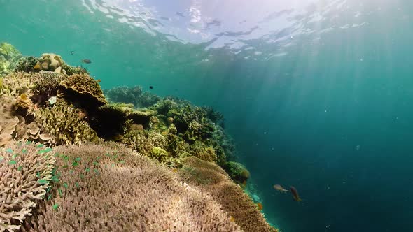 Coral Reef and Tropical Fish