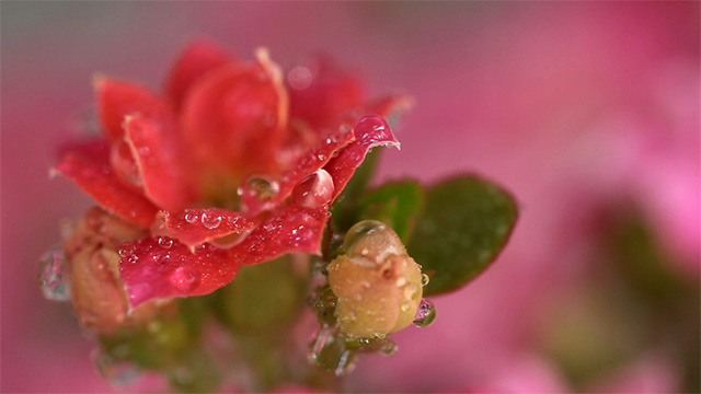 Pink kalanchoe