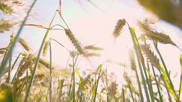 Wheat field blow in the wind. Golden wheat field slow motion shot. Ears of wheat swaying in the wind