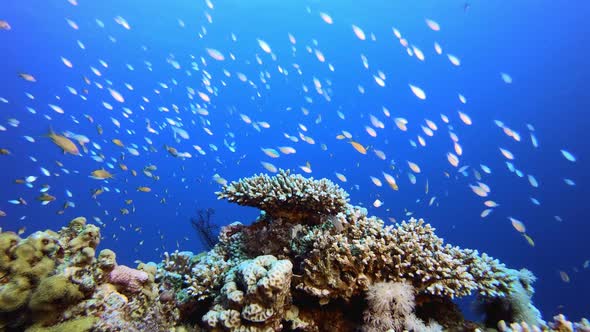 Tropical Reef Underwater Life