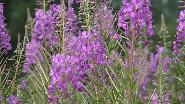 Fireweed, Great Willowherb, Rosebay Willowherb Or  Ivan Chai 2