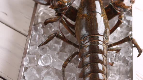 Raw Lobster on Ice Cubes.
