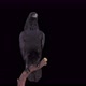 Crow on Tree 4K - VideoHive Item for Sale