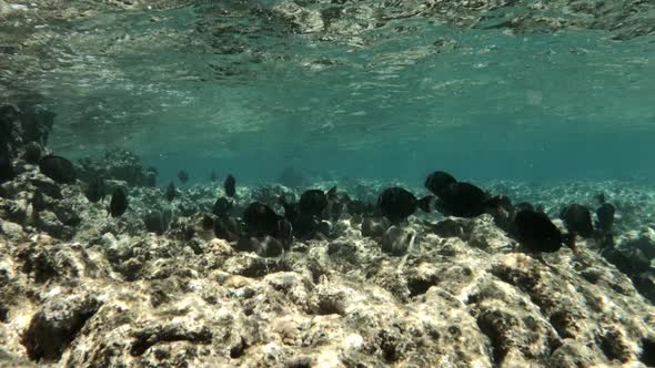 A School Of Fish Swims Underwater Just Above A Clear Coral Reef. tracking shot