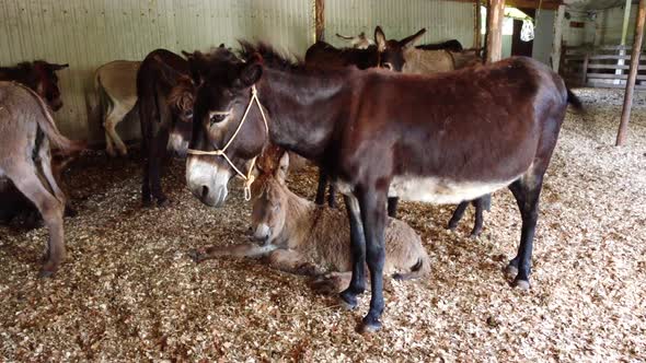 Herd of Donkeys Stand Inside Paddock