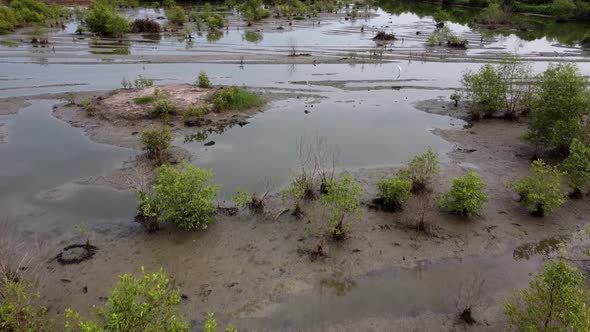 Move over egret and stork birds habitat