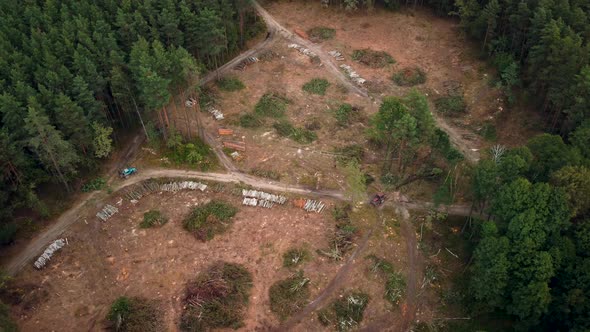 Drone footage of forested area in the countryside. Cutting pine forest