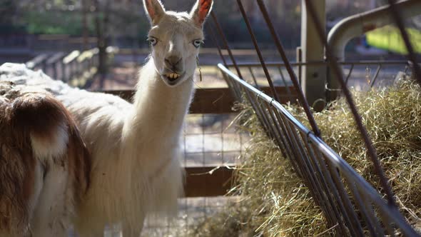 Funny face of lama eating