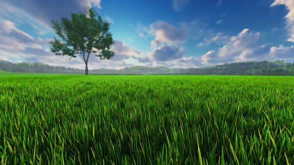Green Landscape With Lonely Tree- HD