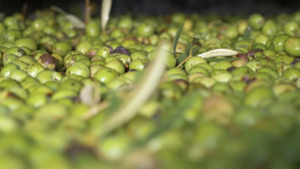 Olive Oil production- Oil mill- South of Italy