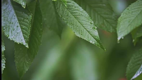 Closeup of Wild Cherry Leaves Under Summer Sunlight with a Shallow Depth Field