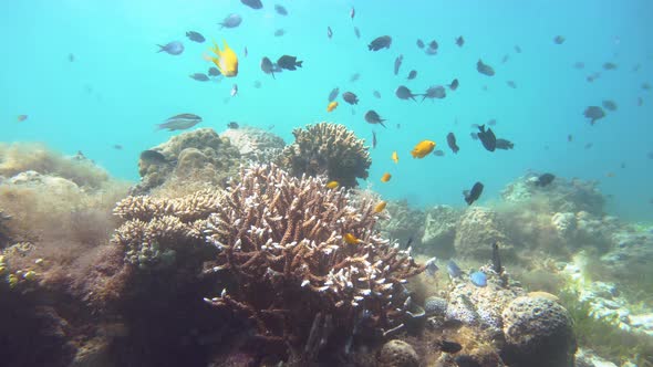 Coral Reef and Tropical Fish Underwater