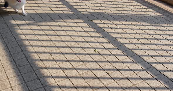 Woman walking with dog in city