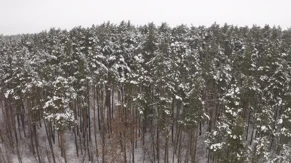 Flight To The Top Of The Trees In The Forest