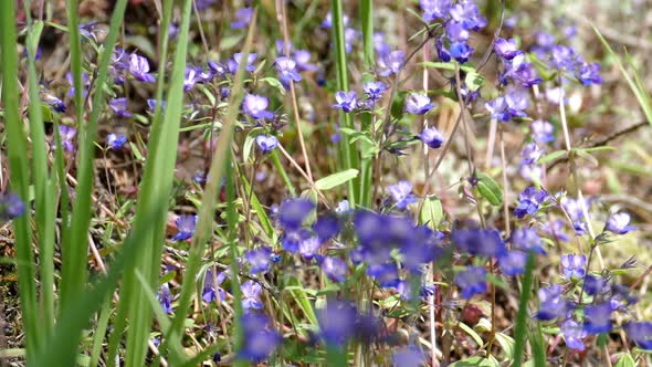 Forget-Me-Not Forest Flowers 01