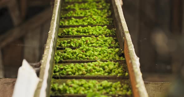 View to Conveyor with Harvested Cascade Hop on Farm