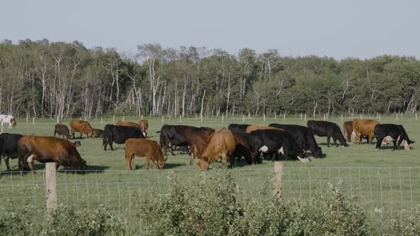 Cattle gazing behind wire fence on summer day in Manitoba