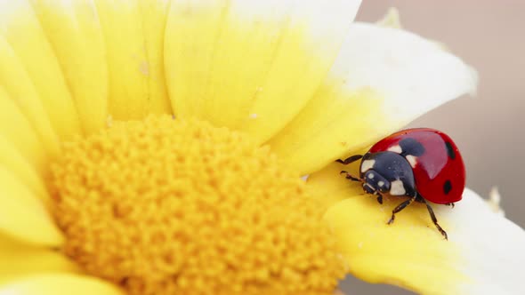 Ladybug Walking on Field Daisy