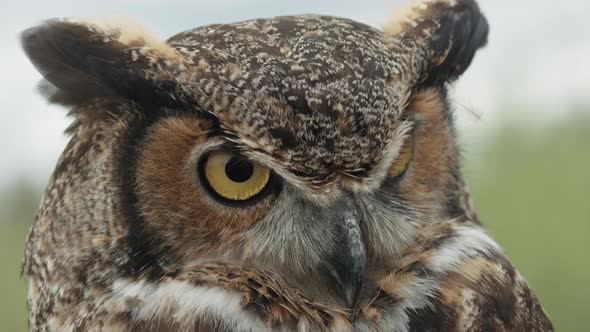 Great horned owl on forest background close up light sky