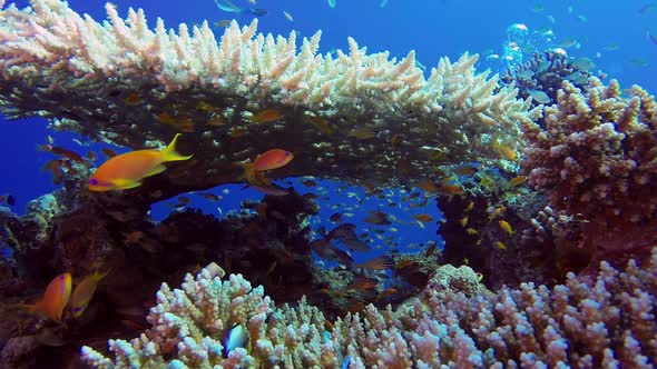 Colorful Fishes with Table Coral and Divers Bubbles