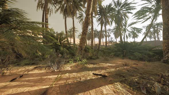 Sandy Dunes and Palm Trees in Desert Sahara