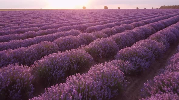 Aerial Flying View of Lavender Fields at Sunset at Summer Day Natural Color