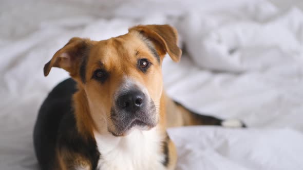 Tricolor outbred or mongrel dog laying on a bed attentively looking at camera, tilting head.