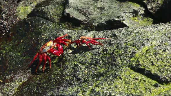 Two Sally Lightfoot Crabs Looking Playful On Rocks In The Galapagos. Follow Shot