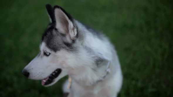 Funny Husky Dog with Different Eyes Looking for Something in the Grass