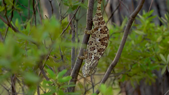Chameleon on Tree