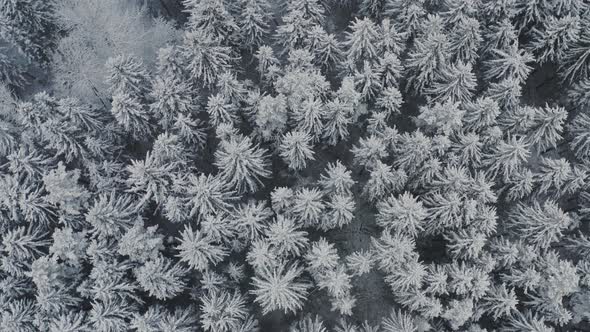 Aerial View Winter Forest with Snow Covered Spruce and Pine Trees