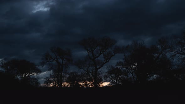 Clouds Flying Over Cottonwood Trees at Sunrise Timelapse