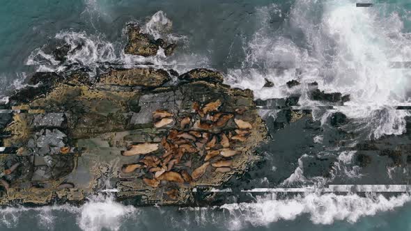 Bird Eye View of Flock of Lying and Resting Sea Lions Which Occuping Entire Rocky Breakwater